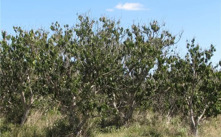 Pictures of Land property located at 13171 Samadani Ln, Bokeelia, FL 33922 for sales - image #1
