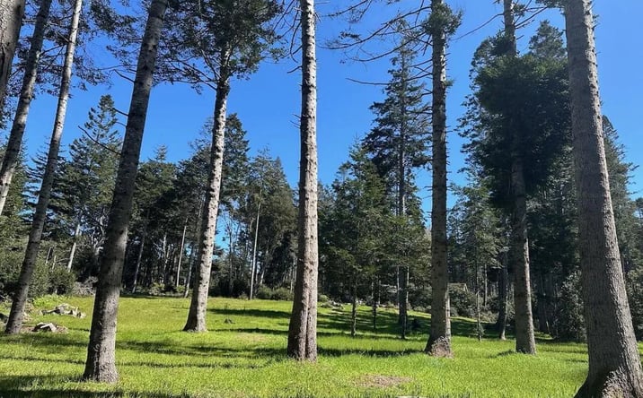 Pictures of Land property located at 26555 Highway 1, Fort Bragg, CA 95437 for sales - image #1