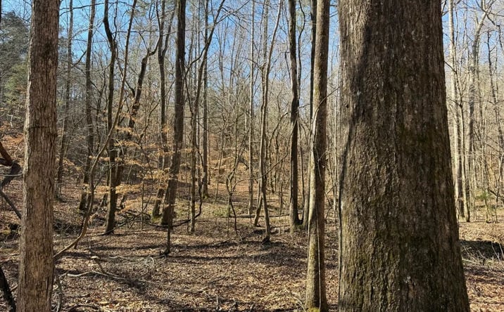 Pictures of Land property located at County Road 186, 69084, MS 38922 for sales - image #1