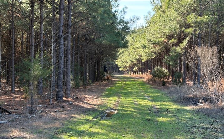 Pictures of Land property located at TBD CR 3774, Queen City, TX 75572 for sales - image #1