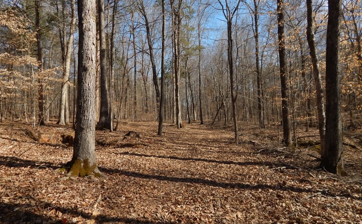 Pictures of Land property located at 0 Ian Dr Lot 175, Clifton, TN 38425 for sales - image #1