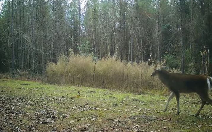 Pictures of Land property located at County Road 5102, 69557, MS 39079 for sales - image #1