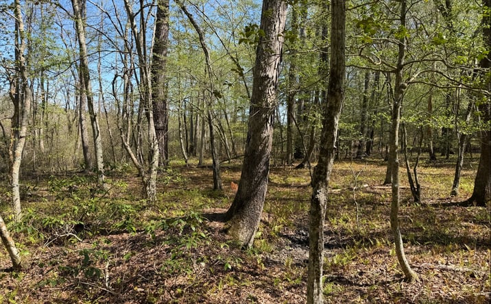 Pictures of Land property located at 0 Northumberland Highway, Heathsville, VA 22473 for sales - image #1