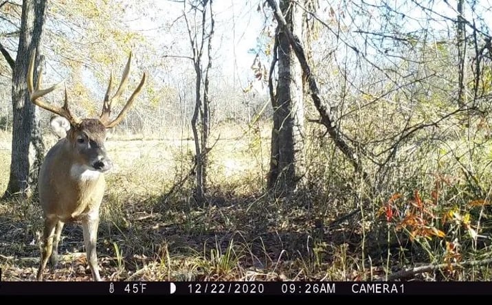 Pictures of Land property located at 33598 Mississippi 10, 71127, MS 39175 for sales - image #1