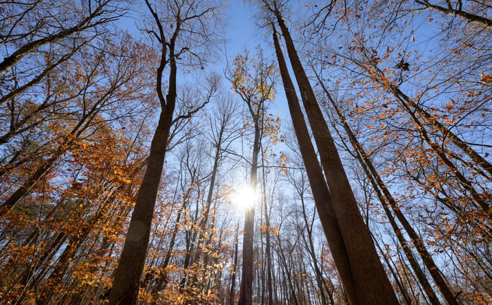 Pictures of Land property located at Morning Star Road, Racine, OH 45771 for sales - image #1