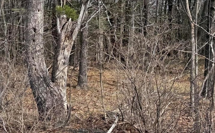 Pictures of Land property located at County Route 312, Westerlo, NY 12041 for sales - image #1