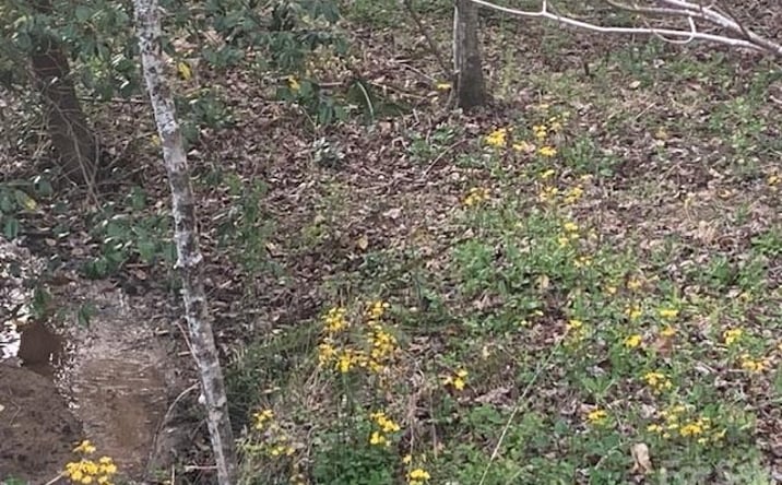 Pictures of Mixed Use, Land property located at Holbert Cove Road, Saluda, NC 28773 for sales - image #1