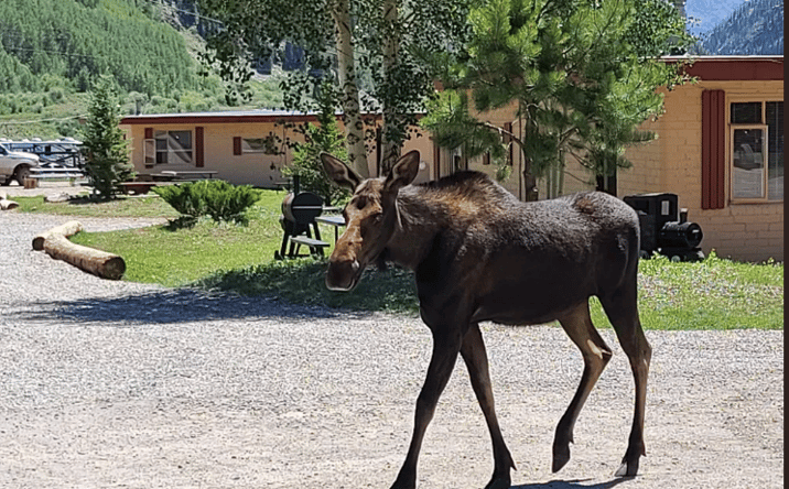 Pictures of Mixed Use, Land, Business for Sale property located at 664 Greene Street, Silverton, CO 81433 for sales - image #1