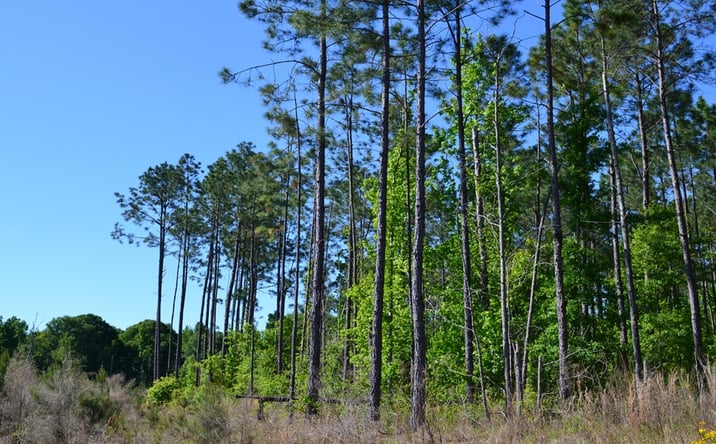 Pictures of Land property located at 4 Scotland Road, Dublin, GA 31021 for sales - image #1