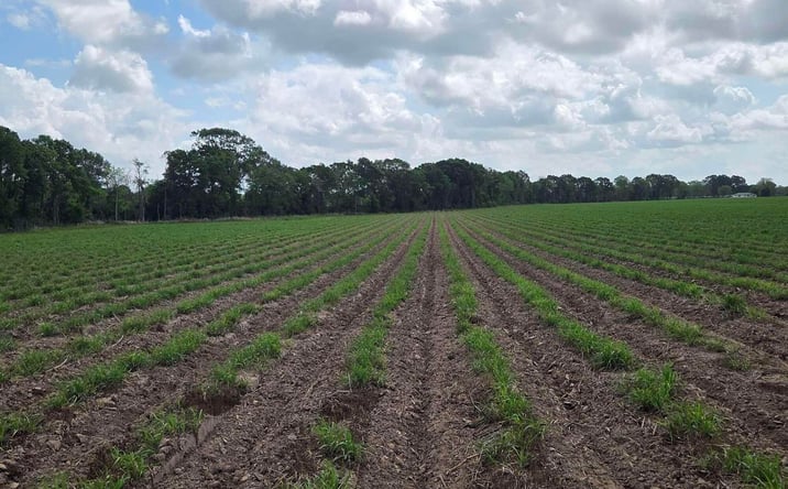Pictures of Land property located at 997 Sidney Charles Rd, Opelousas, LA 70570 for sales - image #1