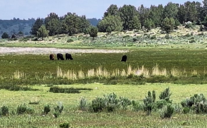 Pictures of Land property located at 0 sprague river Hwy, Sprague River, OR 97639 for sales - image #1