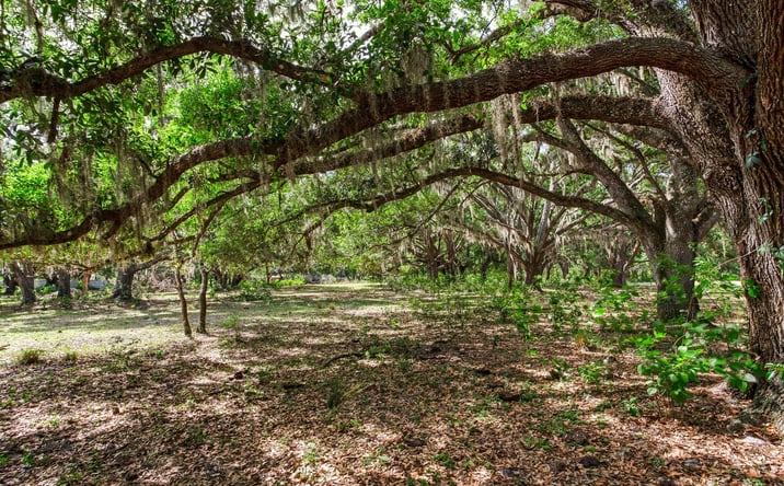 Pictures of Land property located at 12005 KNIGHTS GRIFFIN RD, THONOTOSASSA, FL 33592-3836 for sales - image #1