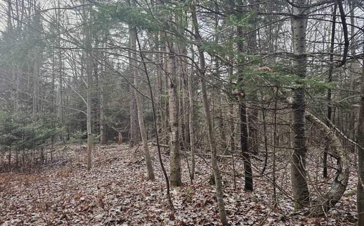 Pictures of Land property located at 461 Hill Rd, Dummer, NH 03588 for sales - image #1
