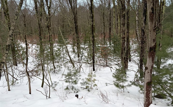 Pictures of Land, Multifamily property located at Moscoe Road, Bethel, NY 12720 for sales - image #1