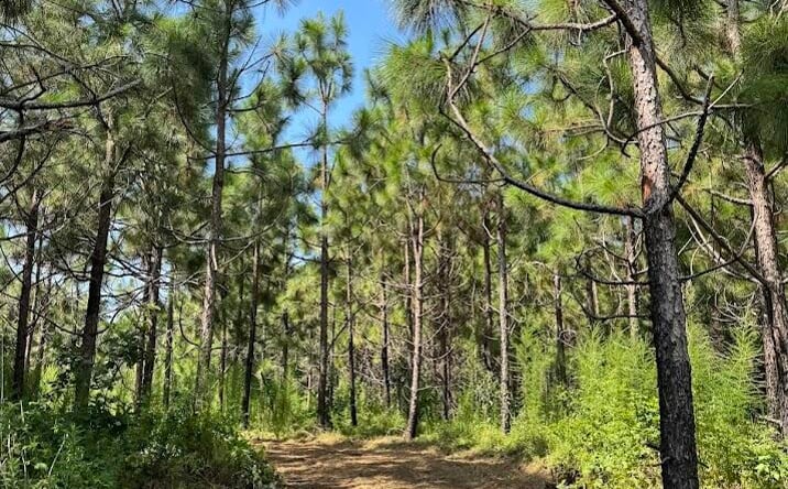 Pictures of Land property located at Hwy 19, Collinsville, MS 39325 for sales - image #1