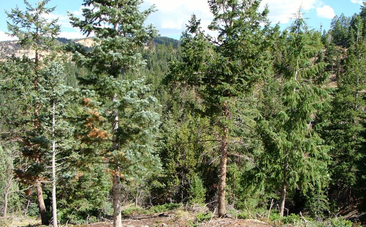 Pictures of Land property located at Bryce Woodland Estates  - Spruce Drive, Alton, UT 84710 for sales - image #1