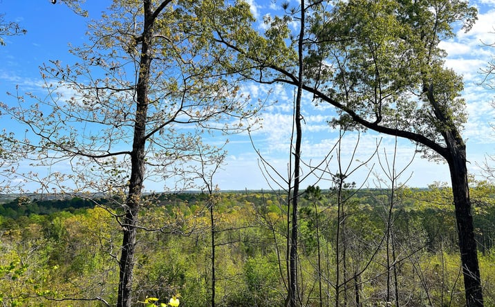 Pictures of Land property located at County Road 56, Marbury, AL 36051 for sales - image #1