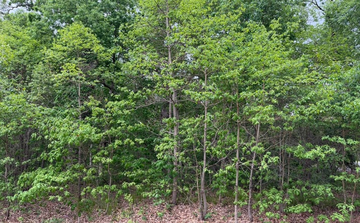 Pictures of Land property located at Vacant Lot 565 E, DeMotte, IN 46310 for sales - image #1