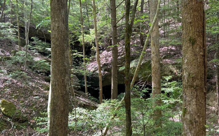 Pictures of Land property located at 000 Hwy 278, Lynn, AL 35575 for sales - image #1