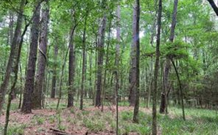 Pictures of Land property located at 00 Wilderness Road, Point Blank, TX 77364 for sales - image #1