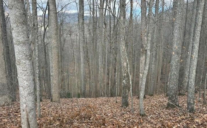 Pictures of Land property located at TRACT 3 Doc Thomas Ridge Road, Blairsville, GA 30512 for sales - image #1