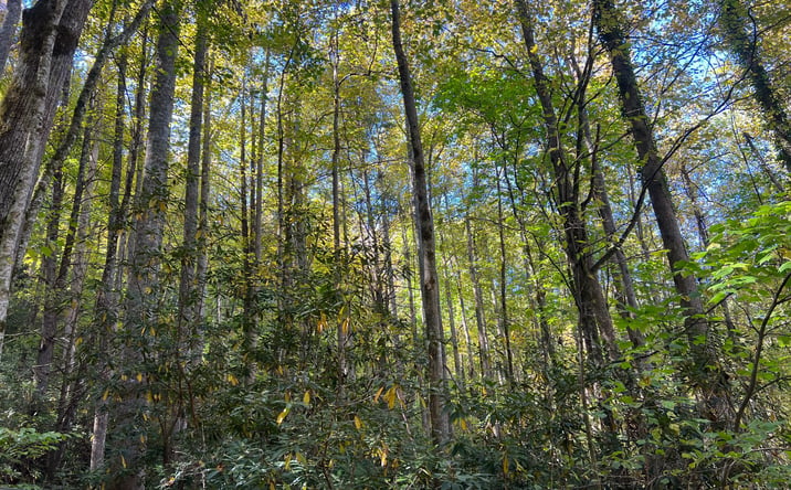 Pictures of Land property located at TR 1 Tusquittee Road, Hayesville, NC 28904 for sales - image #1
