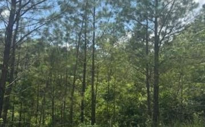 Pictures of Land property located at LT 43&44 Reece Mountain Road, Ellijay, GA 30536 for sales - image #1