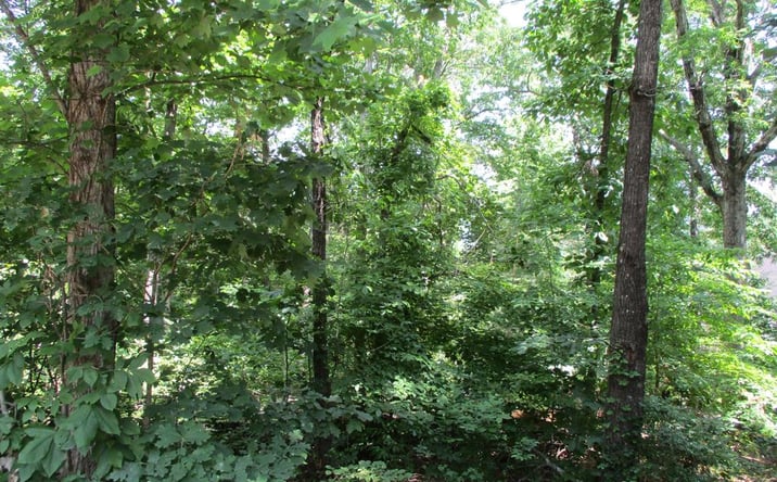 Pictures of Land property located at 74A Licklog Ridge, Hayesville, NC 28904 for sales - image #1