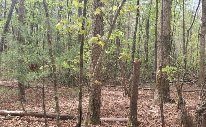 Pictures of Land property located at 36 & 38 Squirrel Hunting, Ellijay, GA 30536 for sales - image #1