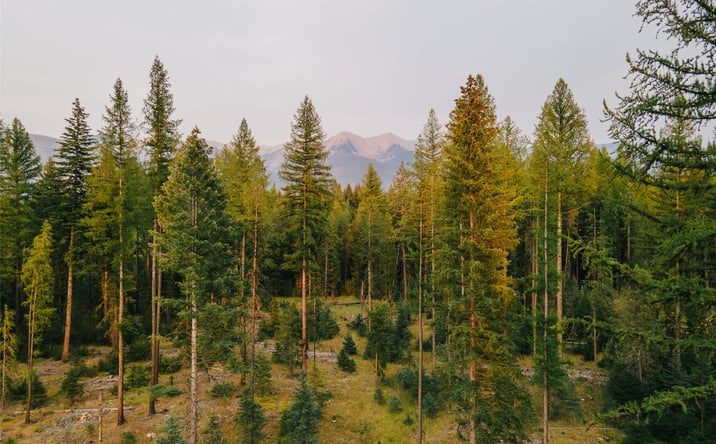 Pictures of Land property located at NHN Styler Drive, CONDON, MT 59826 for sales - image #1