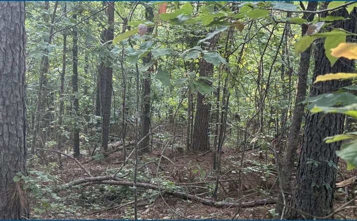 Pictures of Land property located at Highway 82, Stewart, MS 39767 for sales - image #1