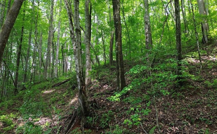 Pictures of Land property located at 115 Calvender Road, Turtletown, TN 37391 for sales - image #1
