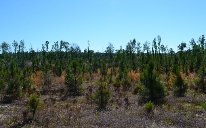 Pictures of Land property located at Scotland Road, Dublin, GA 31021 for sales - image #1