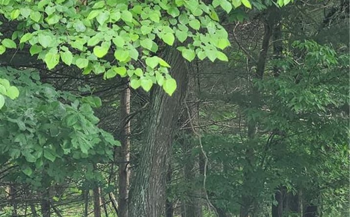 Pictures of Land, Special Purpose, Multifamily property located at 50 Ridgewood Drive, Linn Valley, KS 66040 for sales - image #1