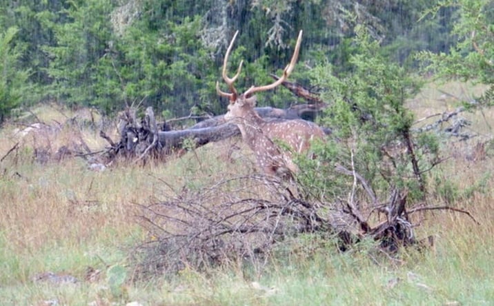 Pictures of Land property located at 17 miles east of Harper on Hwy 290 then north on CR 443, Harper, TX 78631 for sales - image #1