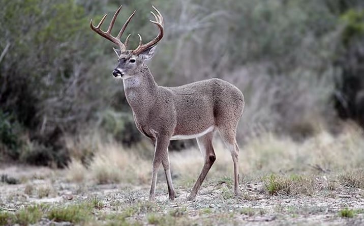 Pictures of Land property located at Wolf Springs-Comstock, Val Verde County, 13.5 miles north of Comstock, 24 miles northwest of Del Rio, Comstock, TX 78840 for sales - image #1