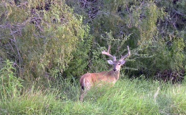 Pictures of Land property located at 20 miles west of Menard off Hwy 190, Menard, TX 76541 for sales - image #1