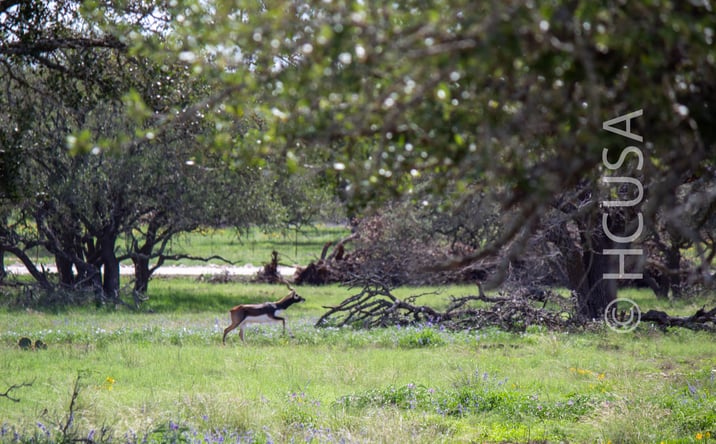 Pictures of Land property located at 35 miles W of Fredericksburg off Hwy 290, Harper, TX 78624 for sales - image #1