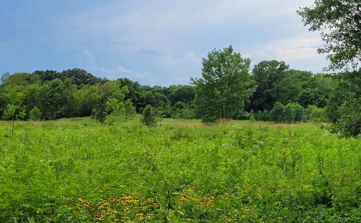 Pictures of Land property located at 422 COUNTY RD 1345, CLARKSVILLE, TX 75426 for sales - image #1