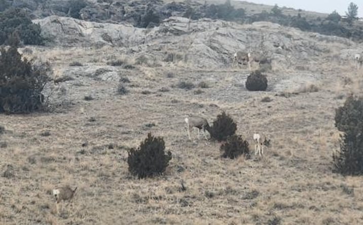 Pictures of Land property located at Parcel 3 Bradley Creek Road, Norris, MT 59745 for sales - image #1