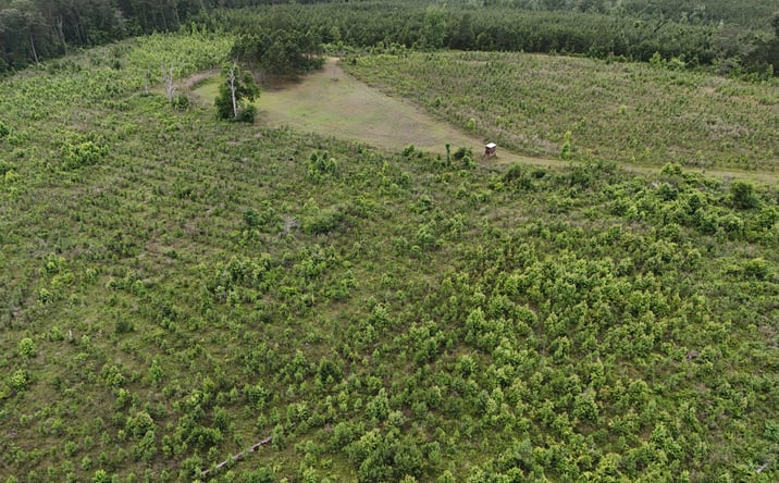 Pictures of Land property located at County Road 54, Clopton, AL 36317 for sales - image #1