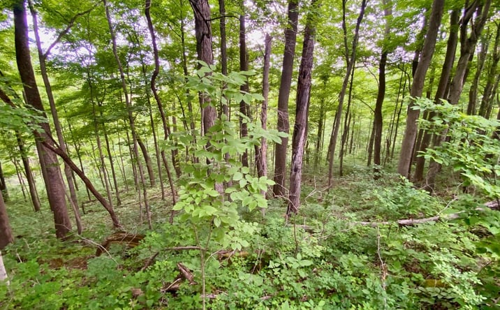Pictures of Land property located at 85 Pfeifer Rd, Manchester, OH 45144 for sales - image #1