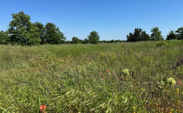 Pictures of Land property located at 2664 Buck Horn Road, Healdton, OK 73438 for sales - image #1