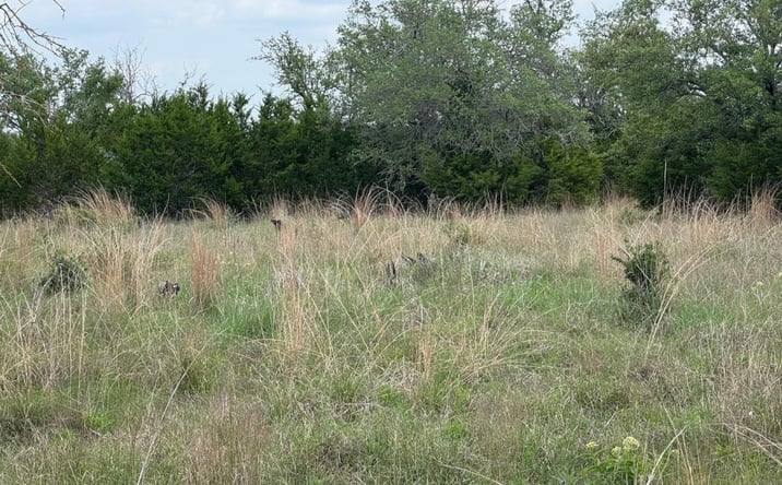 Pictures of Land property located at Lot 41 Maverick Way, Briggs, TX 78608 for sales - image #1