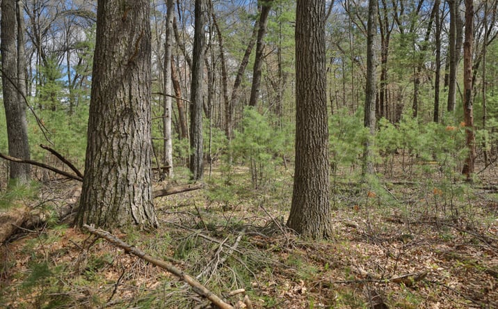 Pictures of Land property located at Lot 3 Grayling Avenue,, Wyeville, WI 54660 for sales - image #1