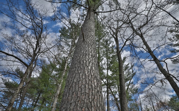 Pictures of Land property located at Lot 1 Grayling Avenue, Wyeville, WI 54660 for sales - image #1