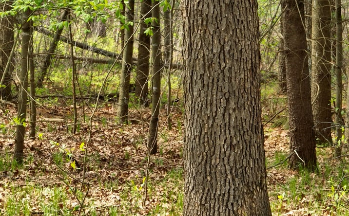 Pictures of Land property located at Lot 4 Grayling Avenue, Wyeville, WI 54660 for sales - image #1