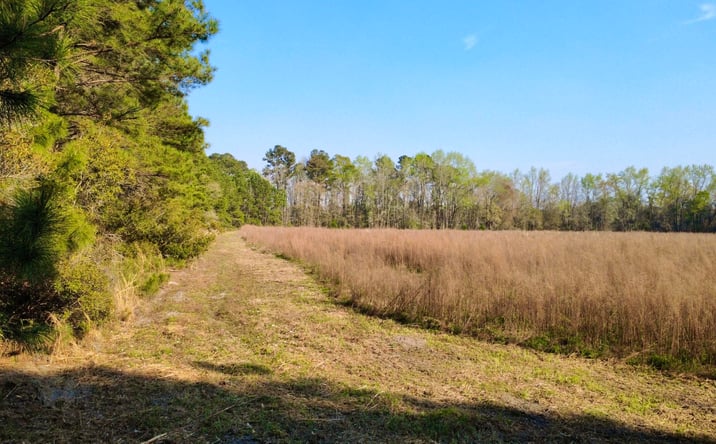 Pictures of Land property located at 1 Westbury, Saint George, SC 29477 for sales - image #1