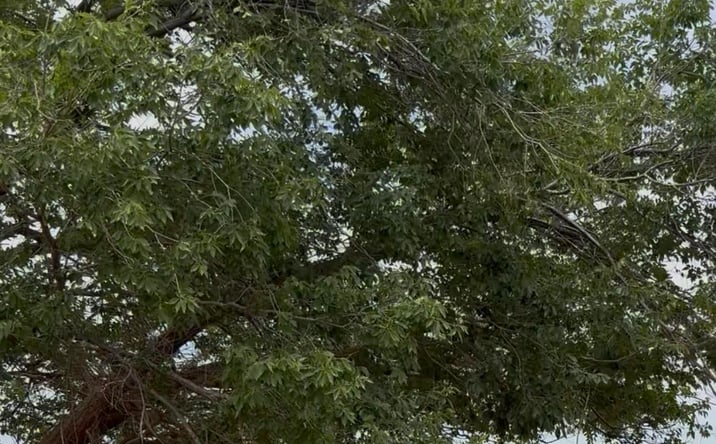 Pictures of Land property located at 330 NM 330 Nm 330 Roads, Floyd, NM 88118 for sales - image #1