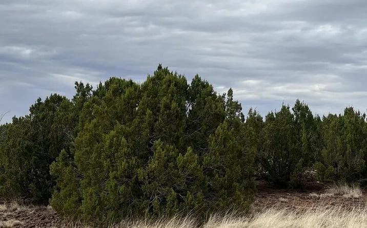 Pictures of Land property located at 8766 Clark Rd, Show Low, AZ 85901 for sales - image #1
